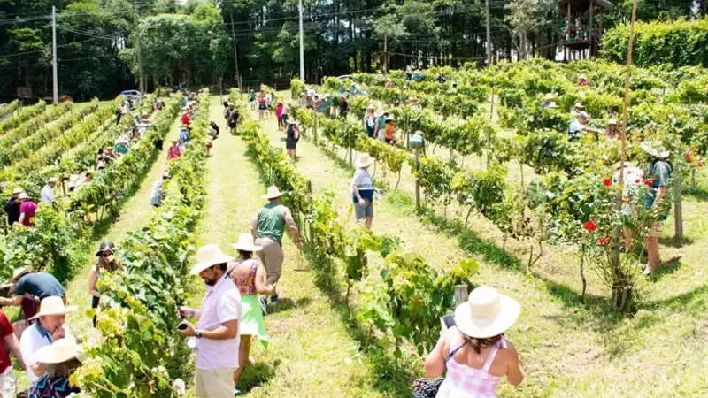 Vindima 2026: Festas, Uvas e Sabores em São Roque