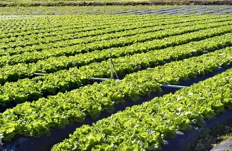 Ibiúna aparece como 2º maior produtor de alface do Brasil na primeira medição do IBGE